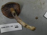 Cortinarius collinitus image