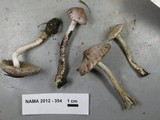 Inocybe ionocephala image
