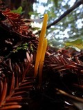 Clavulinopsis laeticolor image