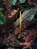Clavulinopsis laeticolor image