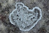 Rhymbocarpus neglectus image