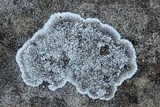 Rhymbocarpus neglectus image