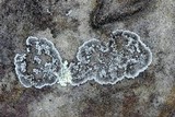 Rhymbocarpus neglectus image
