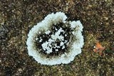 Rhymbocarpus neglectus image