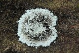 Rhymbocarpus neglectus image