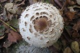 Chlorophyllum rachodes image