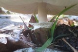 Chlorophyllum rachodes image