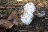 Chlorophyllum rachodes image