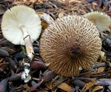 Leucoagaricus erythrophaeus image