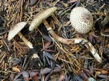 Leucoagaricus erythrophaeus image