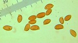 Leucoagaricus erythrophaeus image