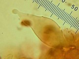 Leucoagaricus erythrophaeus image
