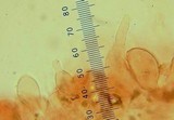 Leucoagaricus erythrophaeus image
