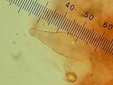 Leucoagaricus erythrophaeus image