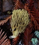 Phaeoclavulina myceliosa image