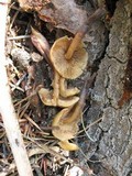 Kuehneromyces lignicola image