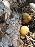 Kuehneromyces lignicola image