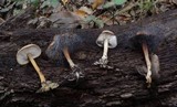 Spinellus fusiger image