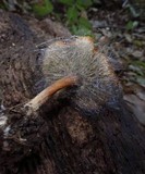 Spinellus fusiger image
