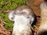 Cortinarius infractus image