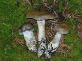 Cortinarius infractus image