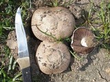 Agaricus cupreobrunneus image