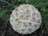 Calbovista subsculpta image