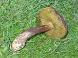 Boletellus mirabilis image