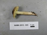 Tricholoma saponaceum image
