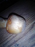 Agaricus subrufescens image