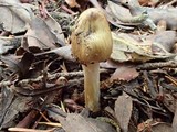Inocybe sororia image
