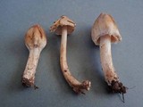 Inocybe sororia image