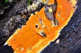 Ceriporia spissa image