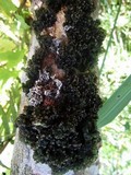 Collema nigrescens image