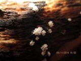 Ceratiomyxa fruticulosa var. fruticulosa image