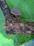 Auricularia polytricha image