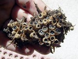 Cyathus stercoreus image