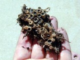 Cyathus stercoreus image