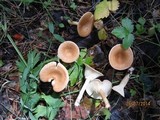 Clitocybe gibba image