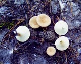 Clitocybe gibba image