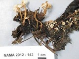 Collybia cirrhata image