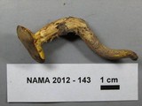 Phylloporus arenicola image