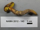 Phylloporus arenicola image
