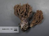 Ramaria violaceibrunnea image