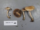 Inocybe whitei image