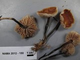 Gymnopus brassicolens var. brassicolens image