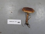 Pholiota velaglutinosa image