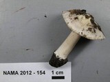 Inocybe grammata image