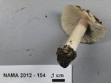 Inocybe grammata image