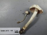 Alboleptonia adnatifolia image